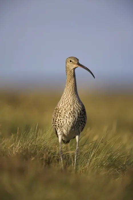 Framed Print : Curlew (Numenius arquata), Upper Teesdale, England, United Kingdom, Europe Framed Print : Curlew (Numenius arquata), Upper Teesdale, England, United Kingdom, Europe
