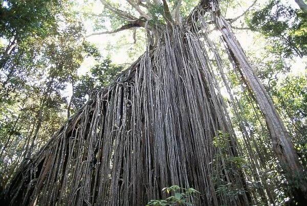 Curtain fig, a huge 15m high strangling parasite in forest near Yungaburra