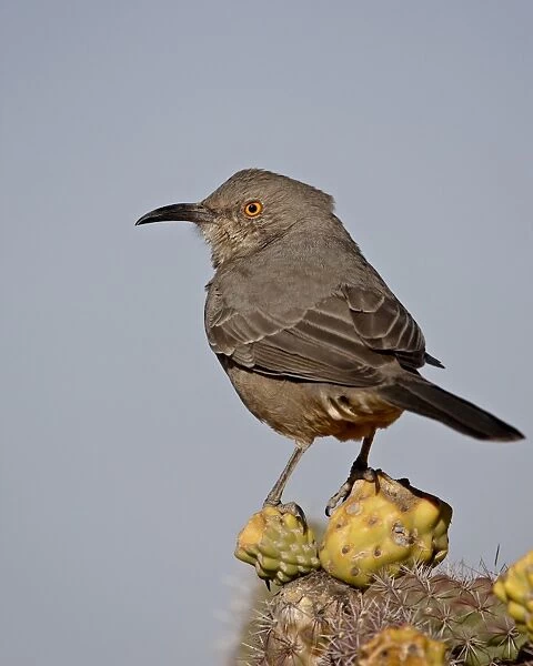 Curve-billed thrasher (Toxostoma curvirostre), Rockhound State Park, New Mexico