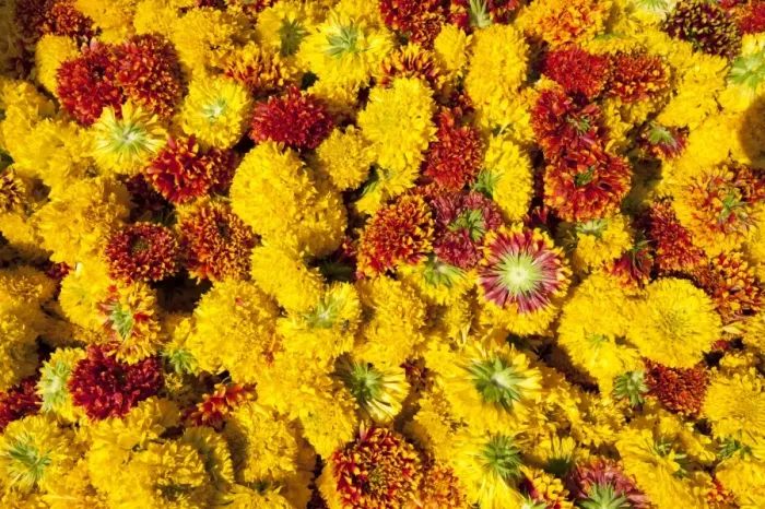 Framed Print : Cut yellow marigolds for sale in the early morning flower market, Jaipur, Rajasthan Framed Print : Cut yellow marigolds for sale in the early morning flower market, Jaipur, Rajasthan
