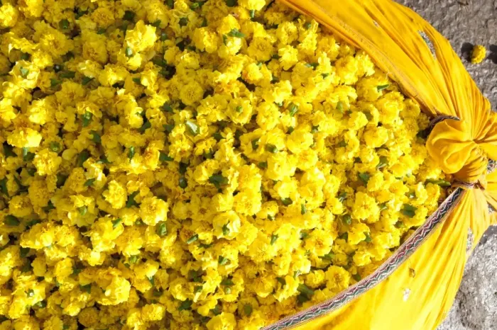Framed Print : Cut yellow marigolds, weighed and bagged in cotton cloth bundle, for sale in