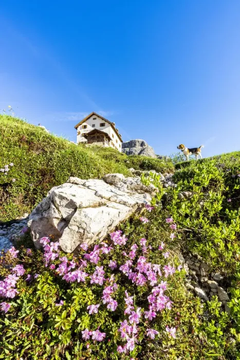 Framed Print : Cute Beagle dog in the flowering meadows surrounding Rifugio Zsigmondy Comici hut Framed Print : Cute Beagle dog in the flowering meadows surrounding Rifugio Zsigmondy Comici hut