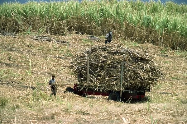Cutting sugar cane, Barbados, West Indies, Caribbean, Central America