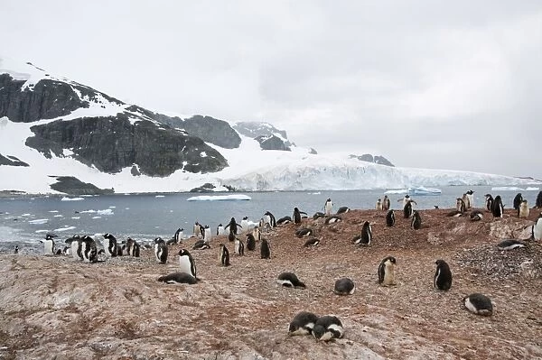 Cuverville Island, Antarctic Peninsula, Antarctica, Polar Regions