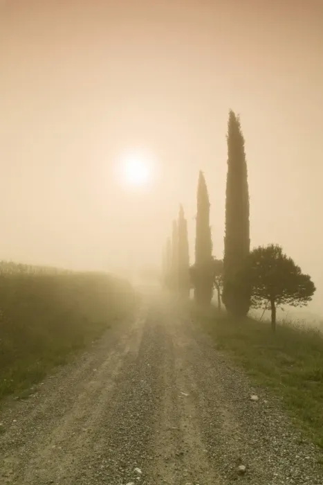 Framed Print : Cypress alley in the fog at sunrise, Val d Orcia, UNESCO World Heritage Site, Tuscany, Italy, Europe Framed Print : Cypress alley in the fog at sunrise, Val d Orcia, UNESCO World Heritage Site, Tuscany, Italy, Europe