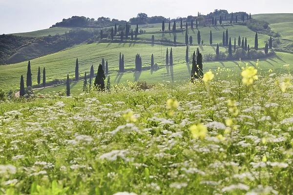 Cypress alley and meadow with flowers, Val D Orcia, UNESCO World Heritage Site, Tuscany, Italy, Europe