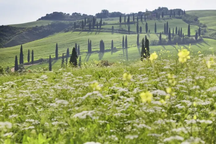Framed Print : Cypress alley and meadow with flowers, Val D Orcia, UNESCO World Heritage Site, Tuscany, Italy, Europe Framed Print : Cypress alley and meadow with flowers, Val D Orcia, UNESCO World Heritage Site, Tuscany, Italy, Europe