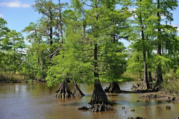 Framed Print : Cypress-lined backwater channel of Neches River, Beaumont, Texas, United States of America Framed Print : Cypress-lined backwater channel of Neches River, Beaumont, Texas, United States of America