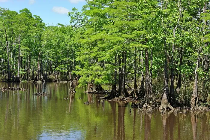 Framed Print : Cypress-lined backwater channel of Neches River, Beaumont, Texas, United States of America Framed Print : Cypress-lined backwater channel of Neches River, Beaumont, Texas, United States of America