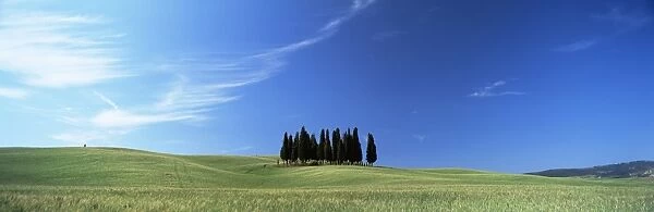 Cypress trees in field of cereal crops beneath blue sky
