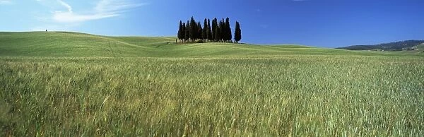 Cypress trees in field of cereal crops beneath blue sky
