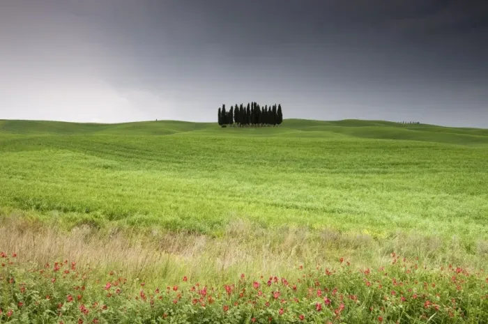 Framed Print : Cypress trees near San Quirico d Orcia Framed Print : Cypress trees near San Quirico d Orcia