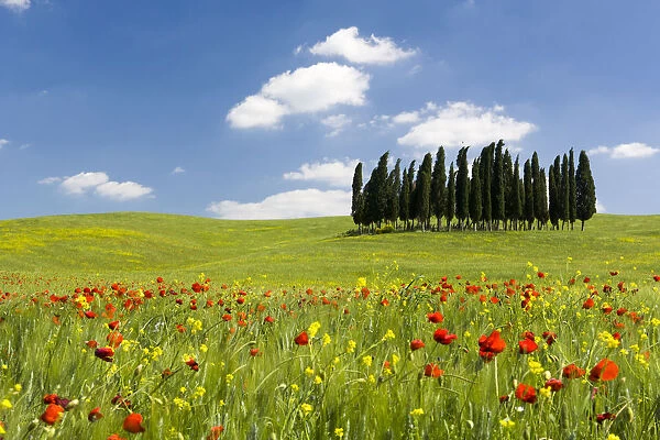 Cypress trees and poppies on green field with blue cloudy sky near San Quirico d Orcia