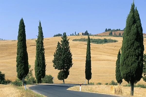 Cypress trees along rural road near Pienza, Val d Orcia, Siena province
