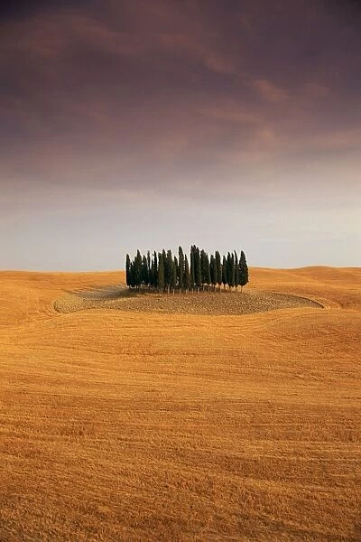 Cypress trees in Tuscan field