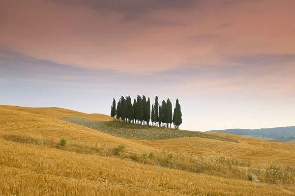 Cypress trees in Tuscan field, Val d Orcia, Siena province, Tuscany, Italy, Europe