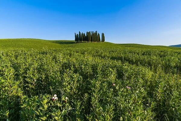 Cypress trees in Tuscan field, Val d Orcia, UNESCO World Heritage Site, Siena province, Tuscany, Italy, Europe
