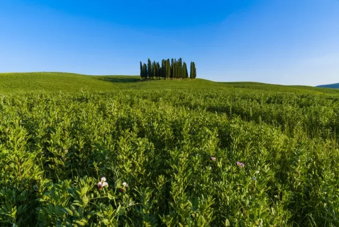 Framed Print : Cypress trees in Tuscan field, Val d Orcia, UNESCO World Heritage Site, Siena province, Tuscany, Italy, Europe Framed Print : Cypress trees in Tuscan field, Val d Orcia, UNESCO World Heritage Site, Siena province, Tuscany, Italy, Europe