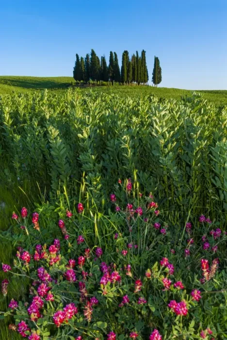 Framed Print : Cypress trees in Tuscan field, Val d Orcia, UNESCO World Heritage Site, Siena province, Tuscany, Italy, Europe Framed Print : Cypress trees in Tuscan field, Val d Orcia, UNESCO World Heritage Site, Siena province, Tuscany, Italy, Europe