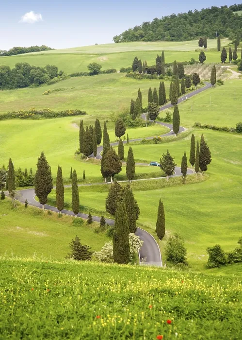 Framed Print : Cypress trees in Tuscany, Italy, Europe Framed Print : Cypress trees in Tuscany, Italy, Europe
