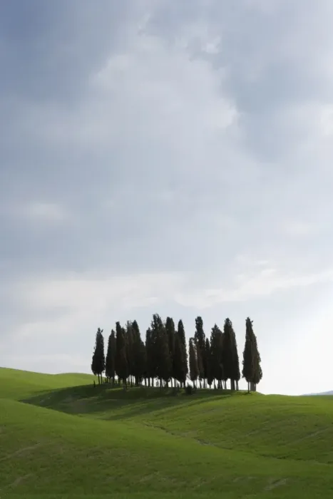 Framed Print : Cypresses in corn field near San Quirico Framed Print : Cypresses in corn field near San Quirico