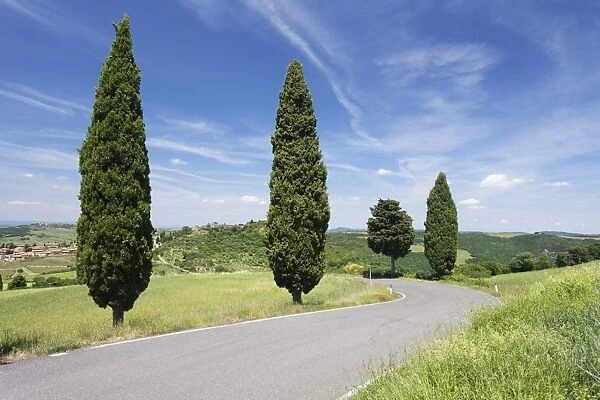 Cypresses on a road, Monticchiello, Val d Orcia, (Orcia Valley), Siena Province, Tuscany