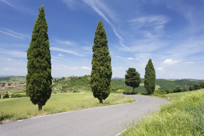 Framed Print : Cypresses on a road, Monticchiello, Val d Orcia, (Orcia Valley), Siena Province, Tuscany Framed Print : Cypresses on a road, Monticchiello, Val d Orcia, (Orcia Valley), Siena Province, Tuscany