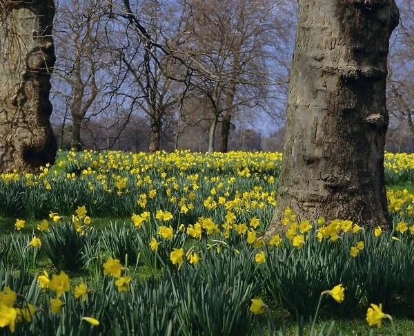 Daffodils flowering in spring in Hyde Park, London, England, UK, Europe