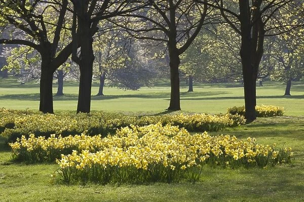 Daffodils, Green Park, London, England, United Kingdom, Europe