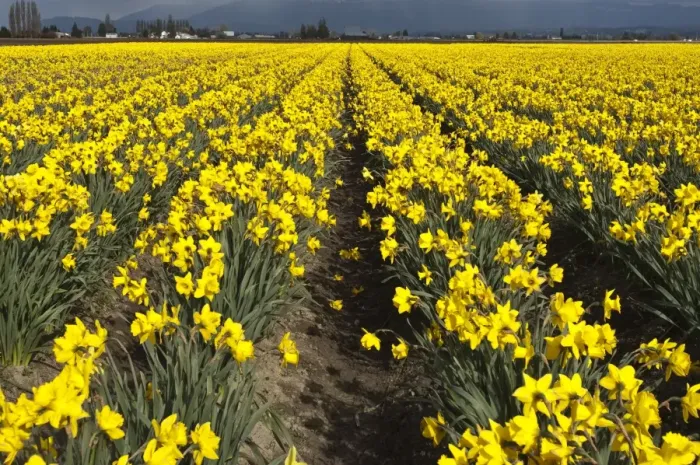 Framed Print : Daffodils in the Skagit Valley, Washington State, United States of America, North America Framed Print : Daffodils in the Skagit Valley, Washington State, United States of America, North America