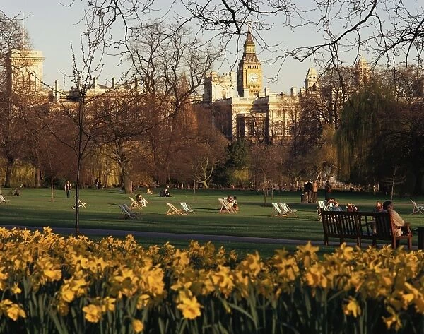 Daffodils in St. Jamess Park, with Big Ben behind, London, England