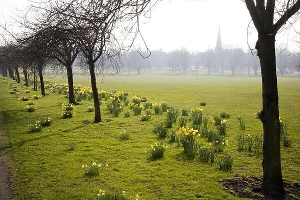Daffodils on The Stray, Harrogate, North Yorkshire, England