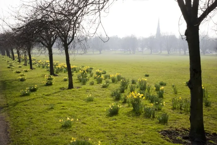 Framed Print : Daffodils on The Stray, Harrogate, North Yorkshire, England