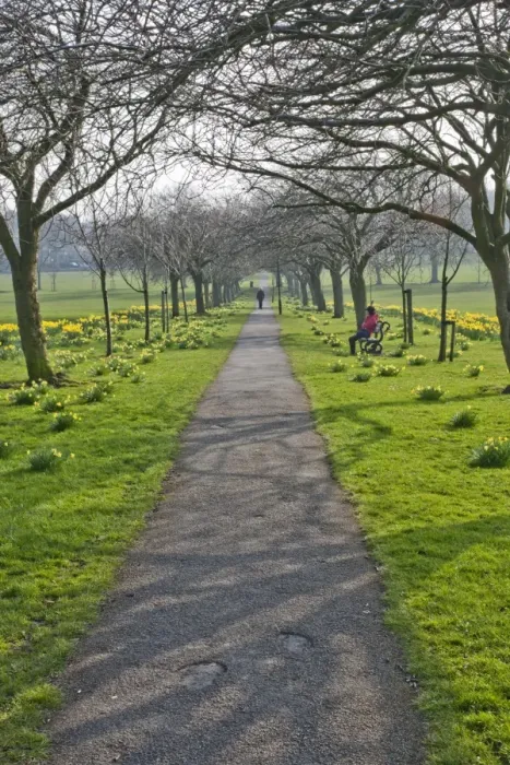 Framed Print : Daffodils on The Stray, Harrogate, North Yorkshire, England Framed Print : Daffodils on The Stray, Harrogate, North Yorkshire, England