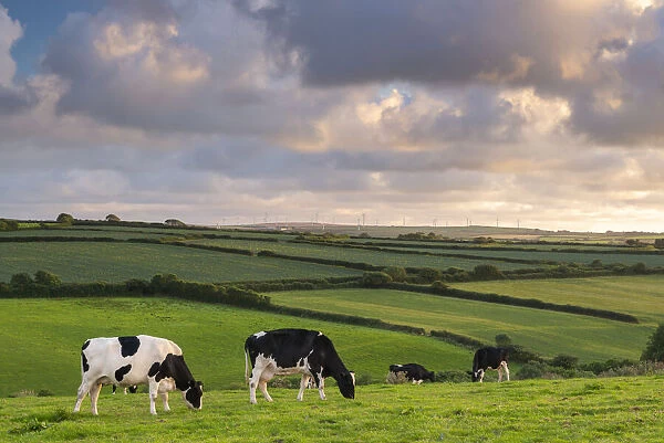 Dairy cattle grazing in a Cornish field at sunset in summer, St