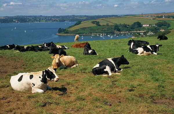 Dairy cows, Roseland Peninsula, Cornwall, England, United Kingdom, Europe