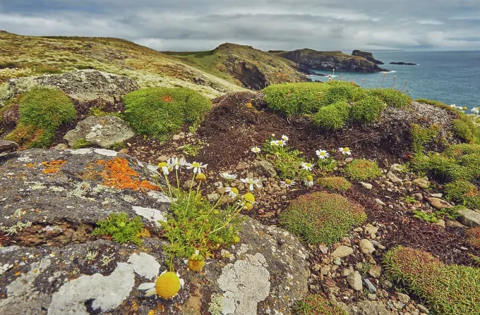 Framed Print : Daisies on Skomer Head, on the west coast of Skomer Island, a nature reserve off the coast of Pembrokeshire, Wales, United Kingdom, Europe