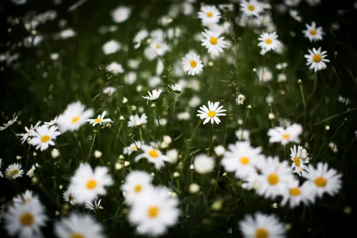 Framed Print : Daisies, United Kingdom, Europe Framed Print : Daisies, United Kingdom, Europe