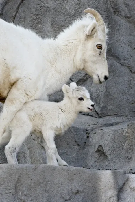 Framed Print : Dall sheep (Ovis dalli) mother and two-day-old lamb in captivity, Denver Zoo Framed Print : Dall sheep (Ovis dalli) mother and two-day-old lamb in captivity, Denver Zoo