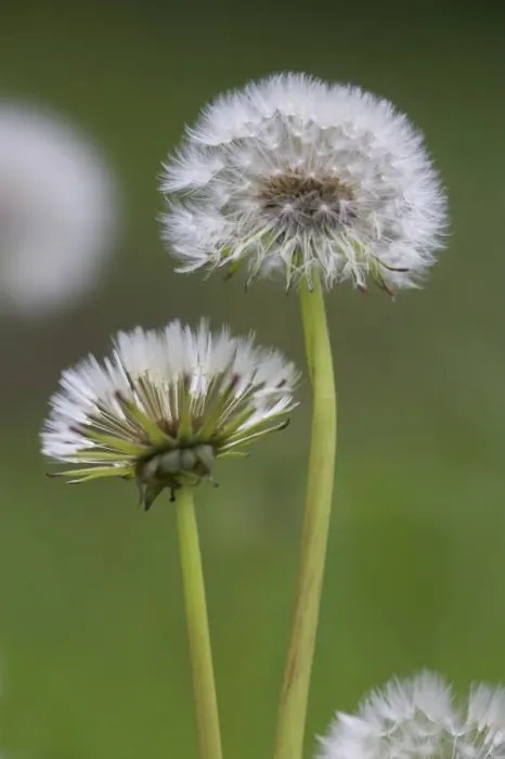 Framed Print : Dandelion seedheads (Taraxacum officinale), Cumbria, England, United Kingdom, Europe Framed Print : Dandelion seedheads (Taraxacum officinale), Cumbria, England, United Kingdom, Europe