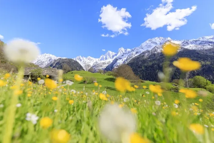 Framed Print : Dandelions and flowers framed by snowy peaks, Soglio, Maloja, Bregaglia Valley, Engadine Framed Print : Dandelions and flowers framed by snowy peaks, Soglio, Maloja, Bregaglia Valley, Engadine