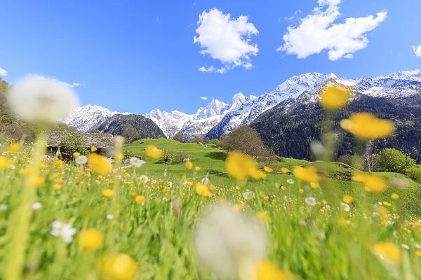 Dandelions and flowers framed by snowy peaks, Soglio, Maloja, Bregaglia Valley, Engadine