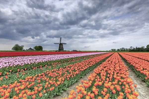 Dark clouds over fields of multicolored tulips and windmill, Berkmeer, Koggenland