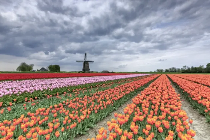 Framed Print : Dark clouds over fields of multicolored tulips and windmill, Berkmeer, Koggenland Framed Print : Dark clouds over fields of multicolored tulips and windmill, Berkmeer, Koggenland