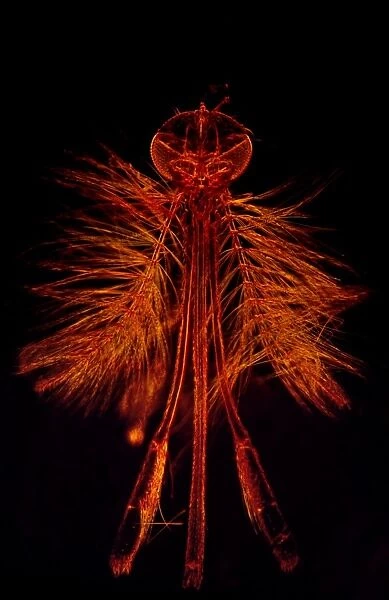 Dark Field Light Micrograph of a male Mosquito (Anopheles sp. ), magnification x 65