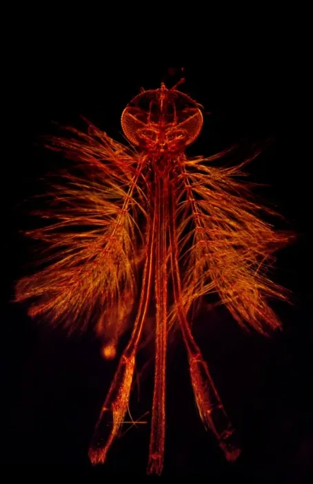 Framed Print : Dark Field Light Micrograph of a male Mosquito (Anopheles sp. ), magnification x 65 Framed Print : Dark Field Light Micrograph of a male Mosquito (Anopheles sp. ), magnification x 65
