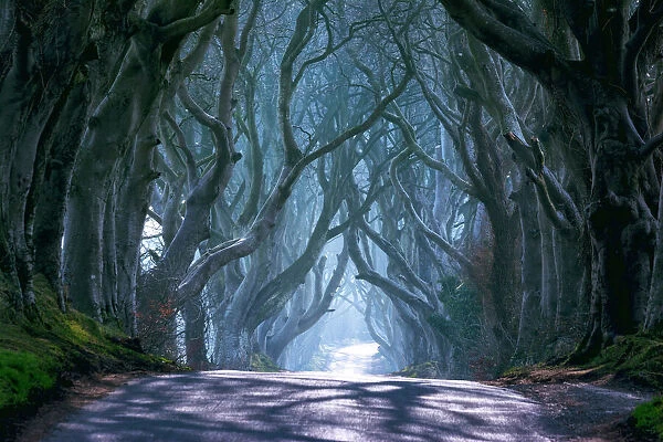 The Dark Hedges in North Ireland, Ballymoney, Europe