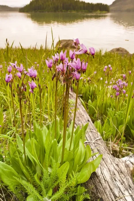 Framed Print : Dark-throated shooting star (Dodecatheon pulchellum) in Thomas Bay region of Southeast Alaska Framed Print : Dark-throated shooting star (Dodecatheon pulchellum) in Thomas Bay region of Southeast Alaska