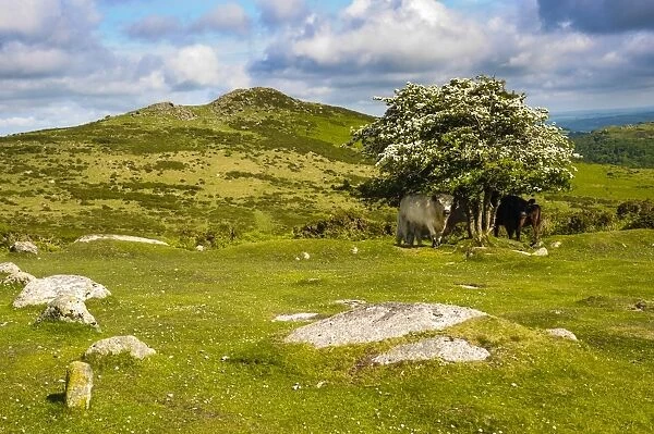 Dartmoor landscape near Fingle Bridge, Devon, England, United Kingdom, Europe