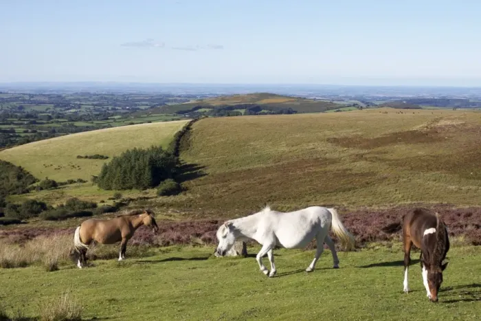 Framed Print : Dartmoor Ponies, Dartmoor, Devon, England, United Kingdom, Europe Framed Print : Dartmoor Ponies, Dartmoor, Devon, England, United Kingdom, Europe